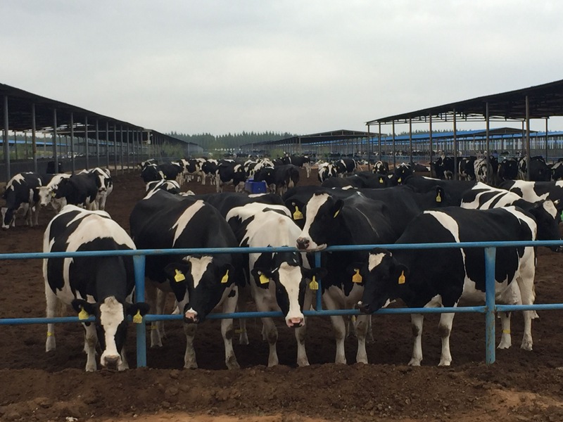 ���w��ɳĮ�ｨ�O����ţ����