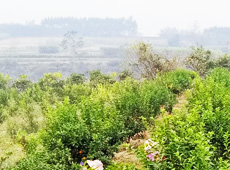 �������ܵ��l(xi��ng)�����ǰ���ӷ��s����������ؚ�F����С����ͨ�^���������(y��u)���Ľ�(j��ng)��(j��)��������׃��ؚ�F��ò������̽۴��S������ɵ��r(n��ng)��@�����S������롭