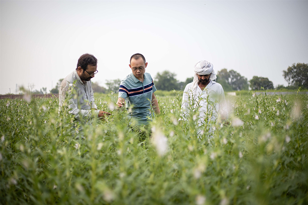 中巴經(jīng)濟(jì)走廊農(nóng)業(yè)合作中心芝麻種植園（拉合爾）。（人民網(wǎng)記者 薛丹攝）