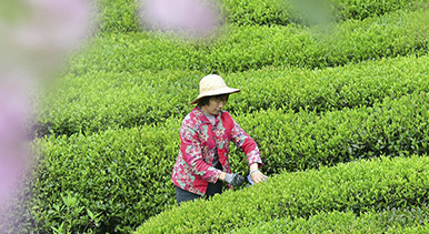 湖北秭歸：春茶採摘忙